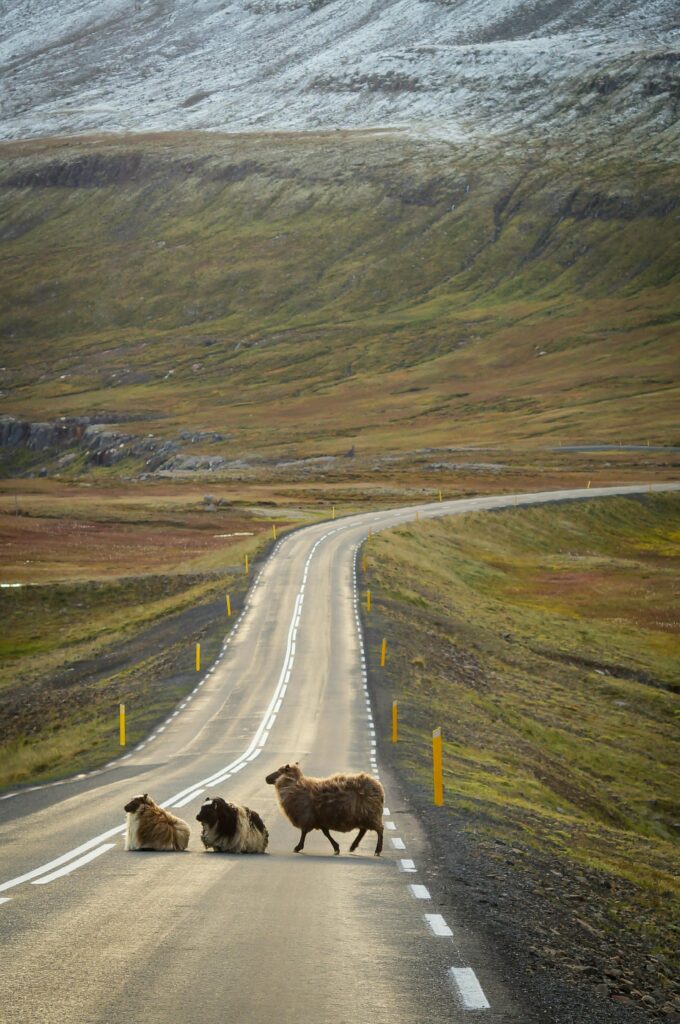 Sheep crossing a winding road in a scenic rural landscape with mountains.